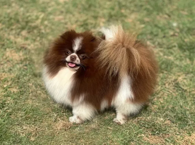 Lulu da Pomerania Macho