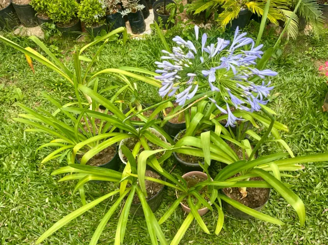 Agapantos
