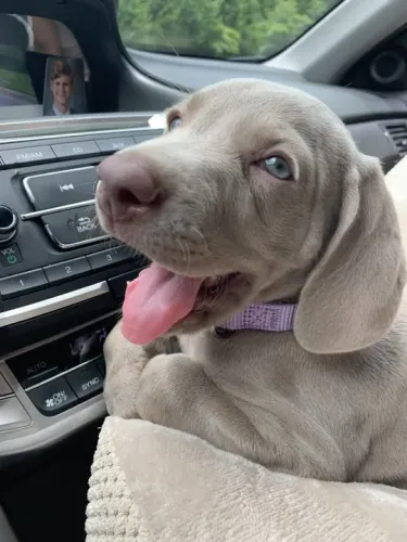 Weimaraner Filhotes Lindos 