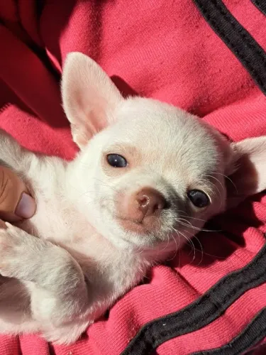 Chihuahua Macho Pequeno Cream: Uma Pequena Bola de Carinho!