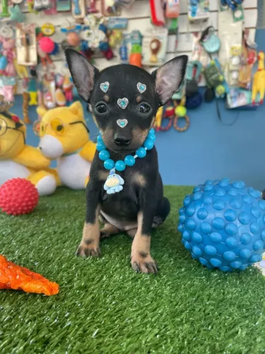 Pinscher Miniatura - Encanto em Miniatura!