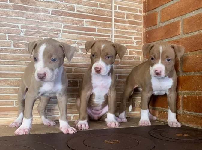 Pitbull - Tenho macho e fêmea na cor red nose vacinados - Somos loja e canil próprio