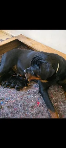 Filhote de Rottweiler (PEDIGREE CBKC)
