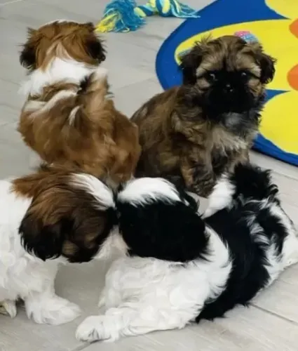 Filhote de Shih-Tzu Pequeno - Ideal para Companhia