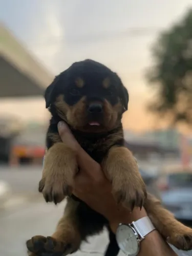 Rottweiler trabalhamos com mais de 20 raças.
