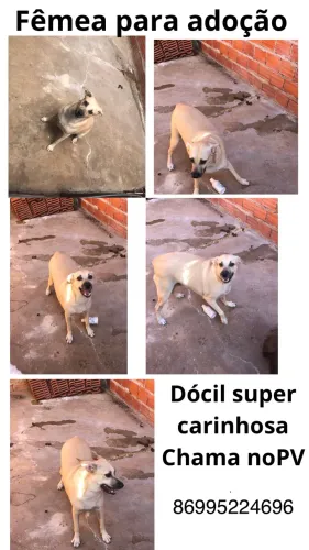 Adoção responsável