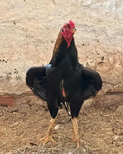 Galo para doação