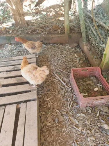 OVOS DE GALINHA GSB