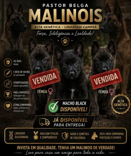 Pastor Malinois Black OPORTUNIDADE.