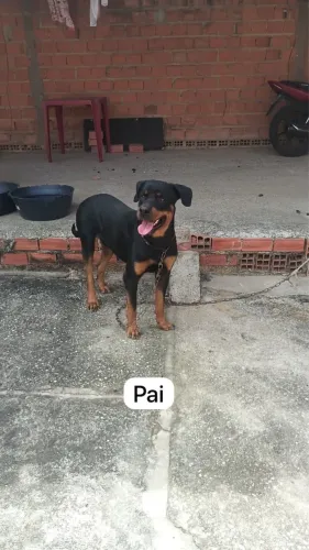 Vende-se filhote de Rotwailler