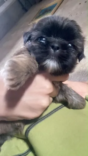 Cachorra 