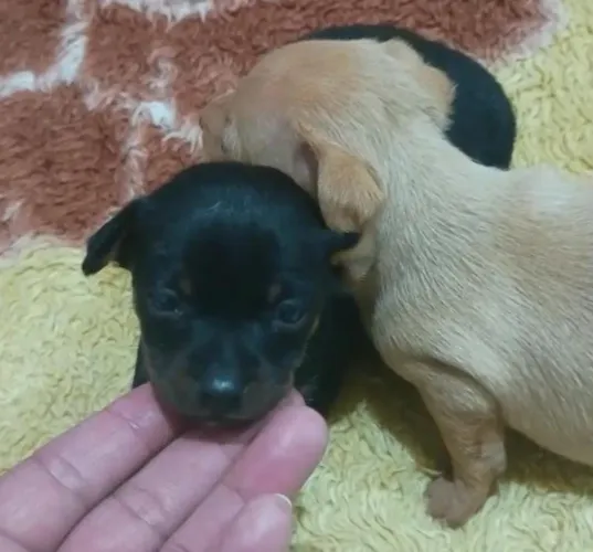 Machinho miniatura