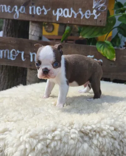 Boston Terrier Macho