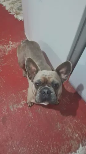 BULDOG FRANCÊS BLUE