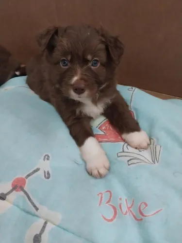 Filhote Macho Border Collie 
