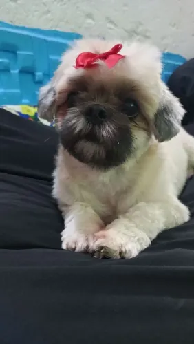 Cachorrinha pra cruzar 