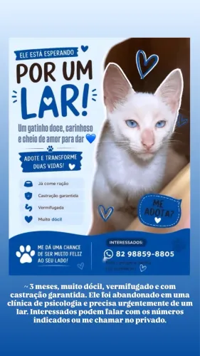 Gatinho macho vermifugado e castração garantida 