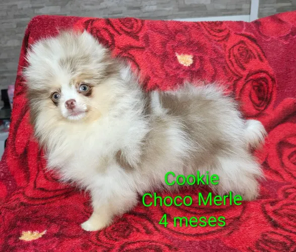 Fêmea choco merle