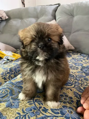 Shih tzu fêmea