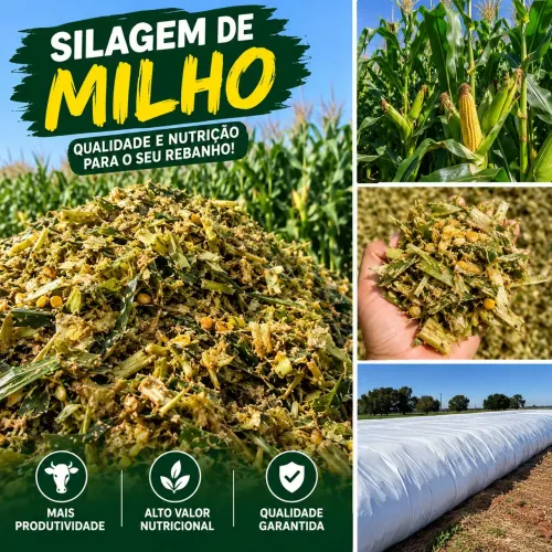 Silagem de milho