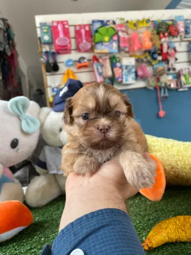 Shih tzu macho chocolate $1.600,00