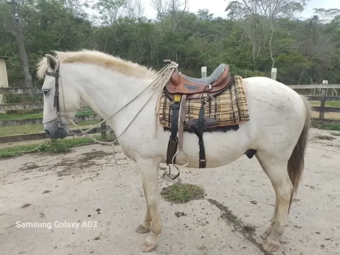 Venda de cavalo