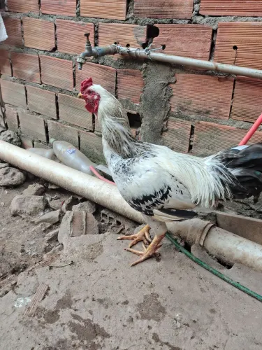 Aves a venda
