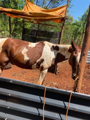 Vendo cavalo manga larga paulista