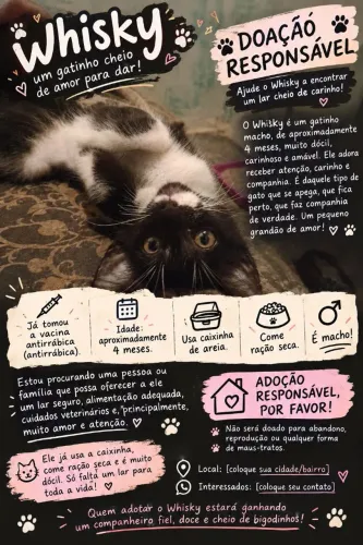 Doação responsável de gatinho macho de quatro meses!