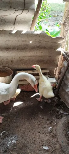GANSINHO FILHOTE MACHO BRANCO
