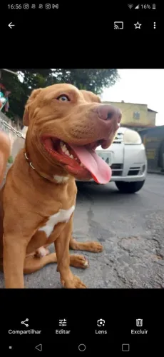 Doando um cachorro da raça Pitbull macho 4 anos vacinado super docio atende nome zeus