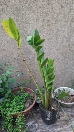 Mudas de zamioculca