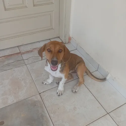 Doa se uma cachorrinha filhote