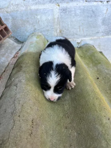 FILHOTE FÊMEA DE CACHORRA
