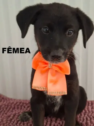 Para adoção, filhotes de cachorro, resgatados, em Apucarana