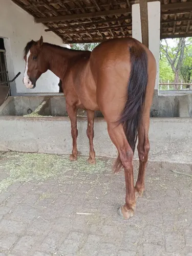 Potro de 4 anos