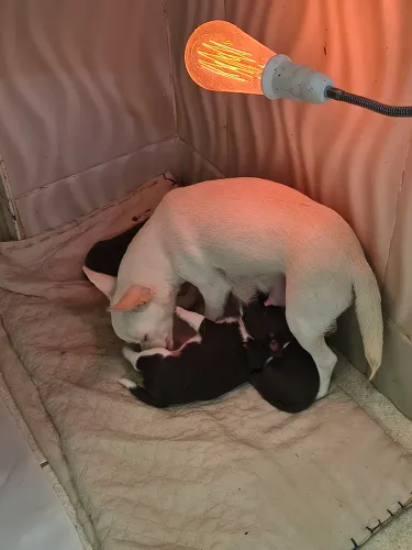 Chihuahua macho 