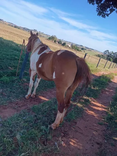 Vendo égua tem documento tem apenas 4 anos nunca emprenhou é de laço corre pé 