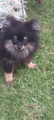 Spitz alemão macho