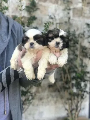 Shih Tzu com Segurança na Compra e Suporte