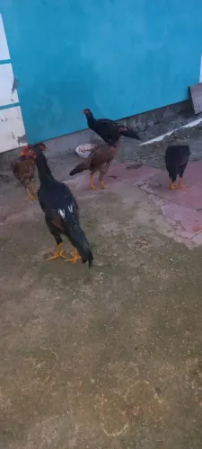 Galinha inglesa 