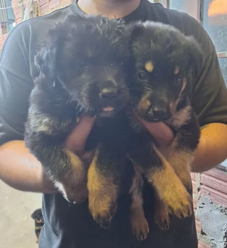 Filhotes de rottweiler femia