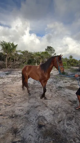 Cavalo garanhão a venda com acessórios 