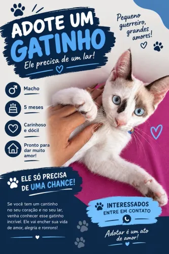 Gato macho pra adoção