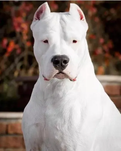 DOGO Argentino