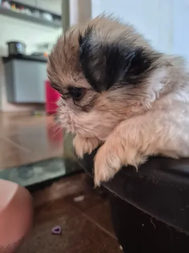 Último Shih Tzu macho 