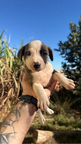 Doação de cachorrinhos
