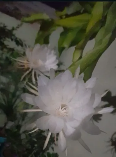 Planta cacto Dama da Noite (Epiphyllum oxypetalum)