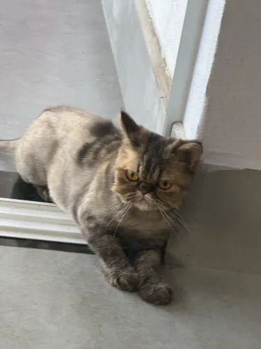 Linda gata persa