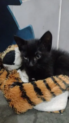 Gato filhote PARA DOAÇAO